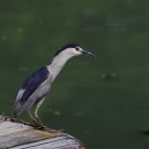 Black-crowned Night-heron